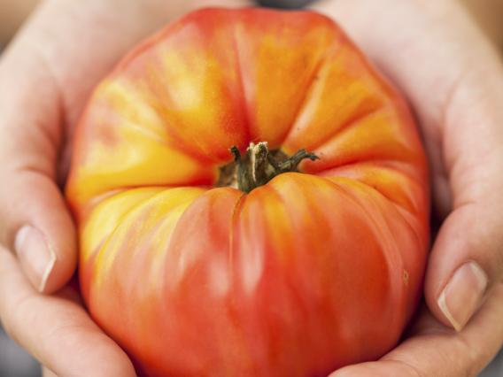 A red-orange tomato is cupped in two hands