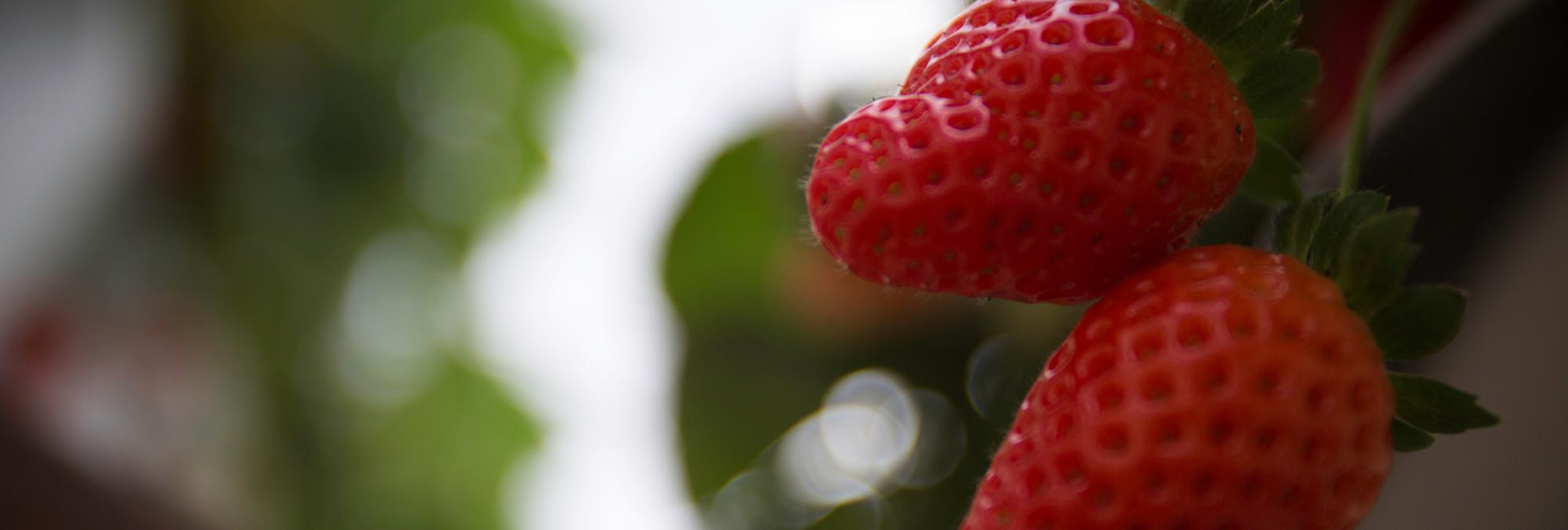In the foreground, two small red strawberries grow on a bush, while the background suggests a greenhouse.